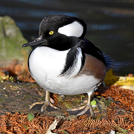 Hooded merganser, male