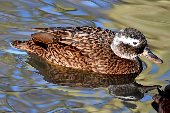 Laysan duck / teal
