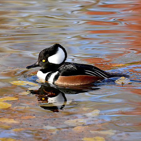 Hooded merganser, male