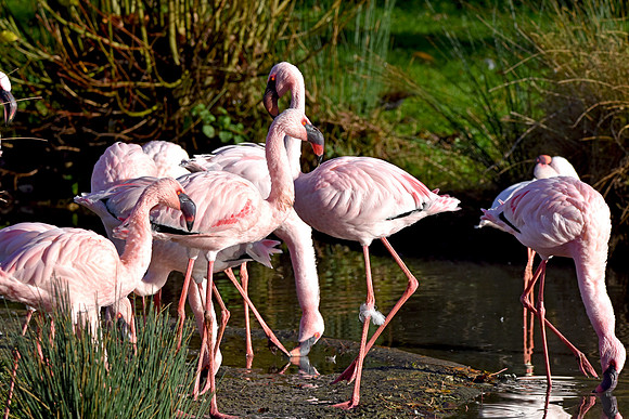 Lesser flamingo