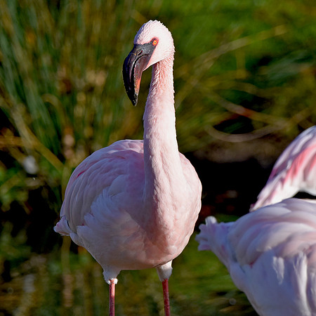 Lesser flamingo