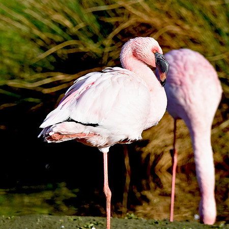 Lesser flamingo