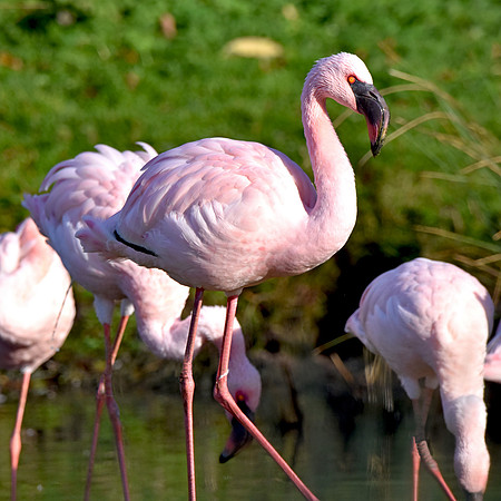 Lesser flamingo
