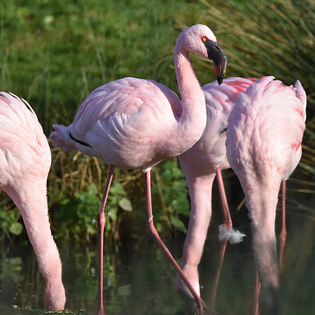Lesser flamingo
