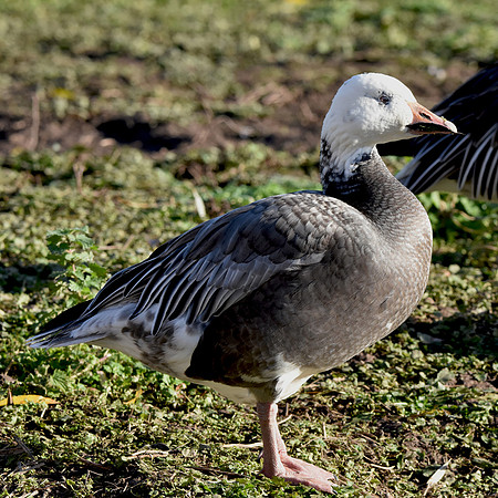Lesser snow goose