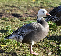 Lesser snow goose
