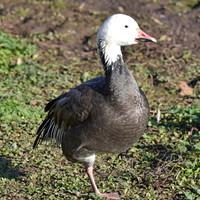 Lesser snow goose