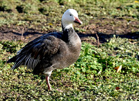 Lesser snow goose