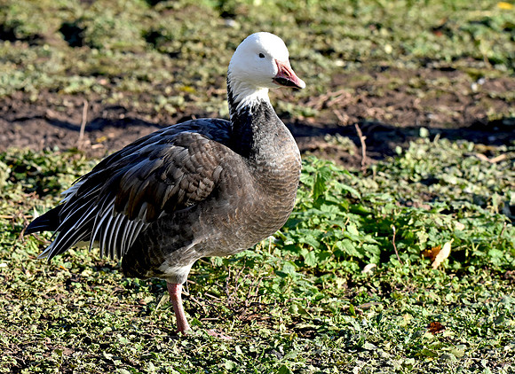Lesser snow goose