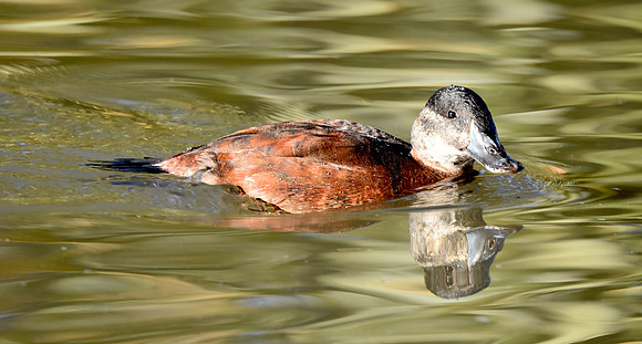 Maccoa duck