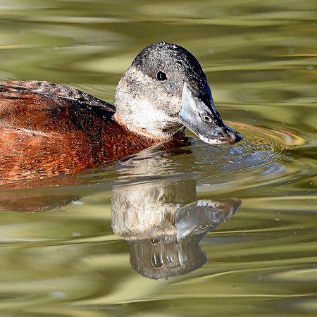 Maccoa duck