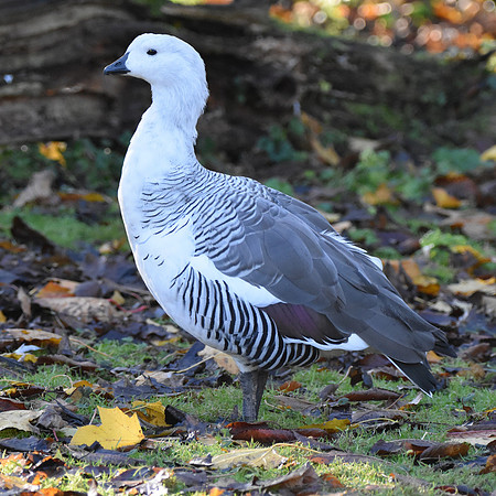 Magellan / Upland goose male