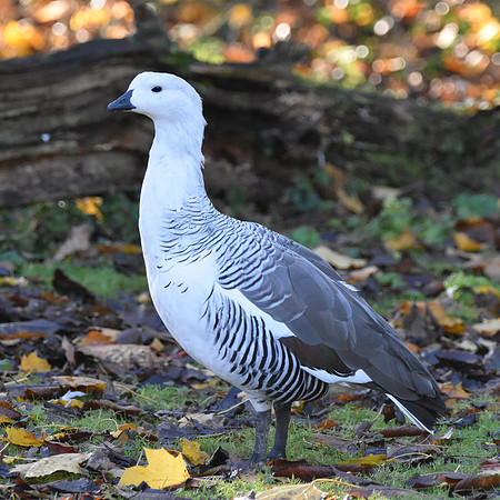 Magellan / Upland goose male