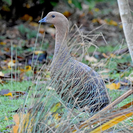 Magellan / Upland goose female
