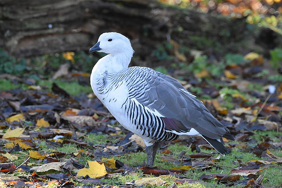 Magellan / Upland goose male