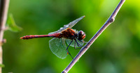 Ruddy darter