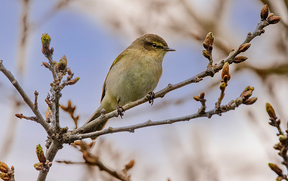 Chiffchaff
