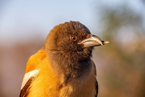 Rufous treepie
