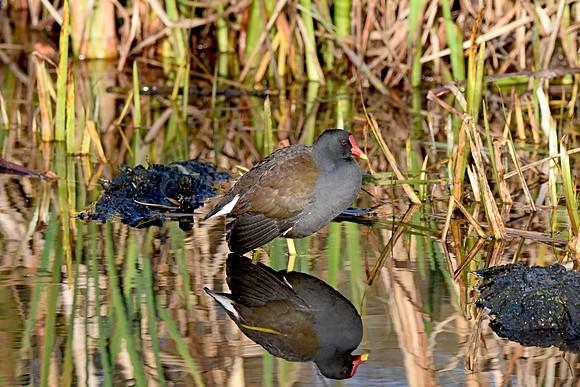 Moorhen
