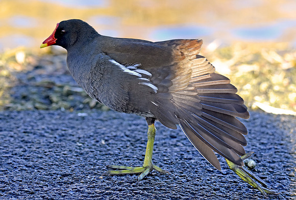 Moorhen