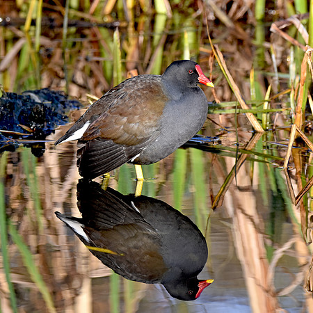 Moorhen
