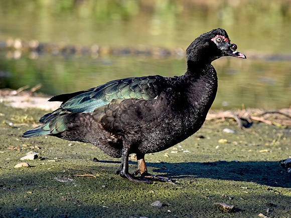 Black Muscovy duck