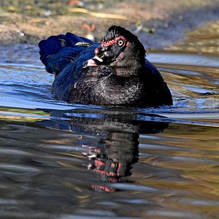 Black Muscovy duck