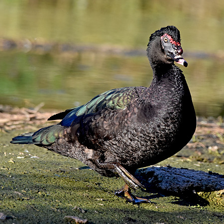 Black Muscovy duck