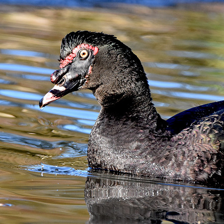 Black Muscovy duck