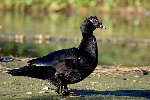 Black Muscovy duck