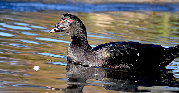 Black Muscovy duck