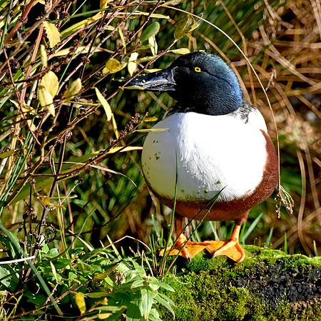 Northern shoveler