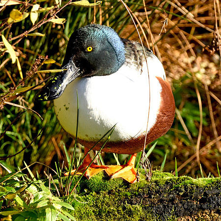 Northern shoveler