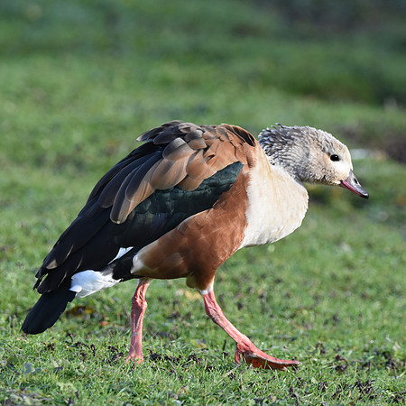 Orinoco goose
