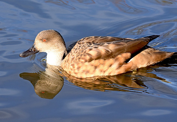 Patagonian crested duck