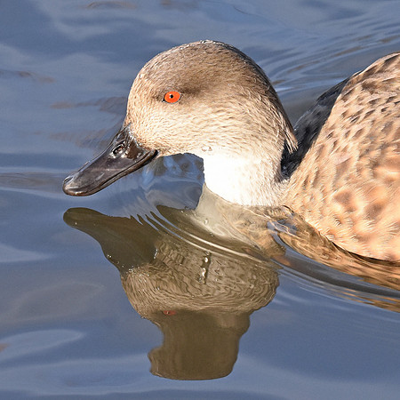 Patagonian crested duck