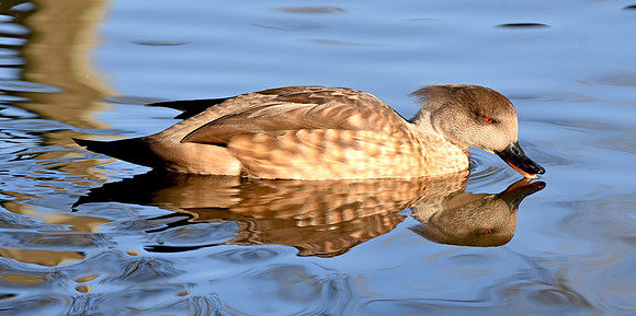 Patagonian crested duck