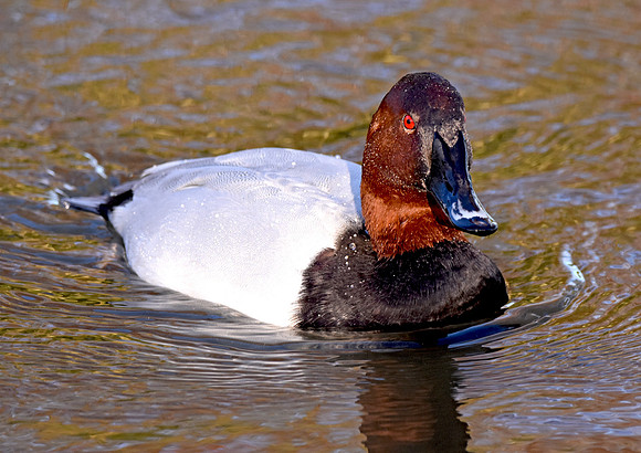 Common Pochard