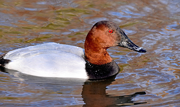 Common Pochard