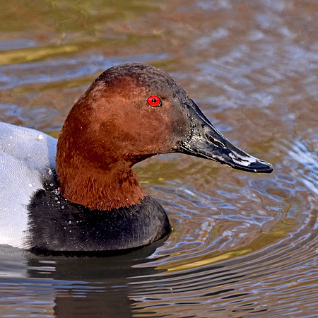 Common pochard