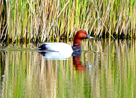 Common pochard