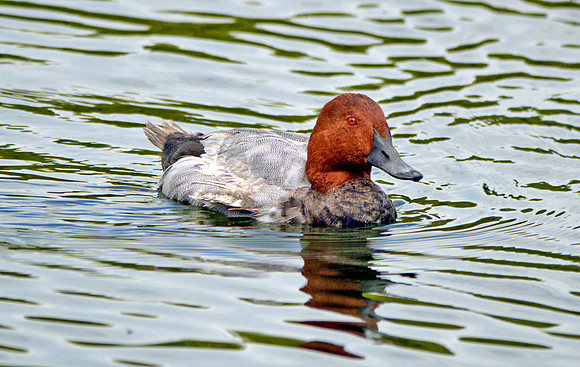 Common pochard