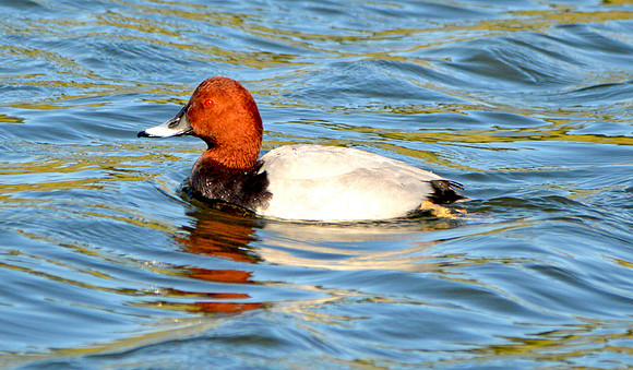 Common pochard