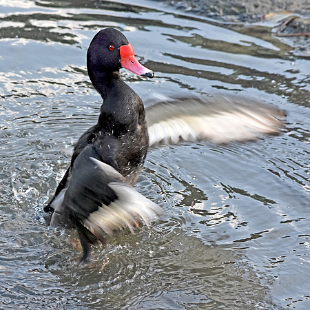 Rosybill
