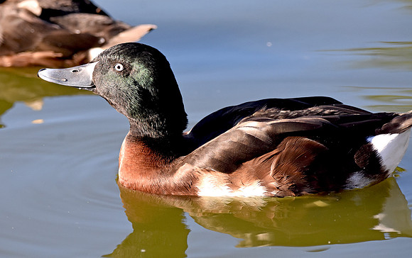 Baer's pochard