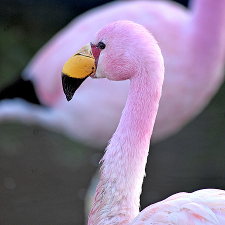 James's flamingo