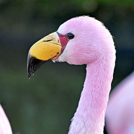 James's flamingo
