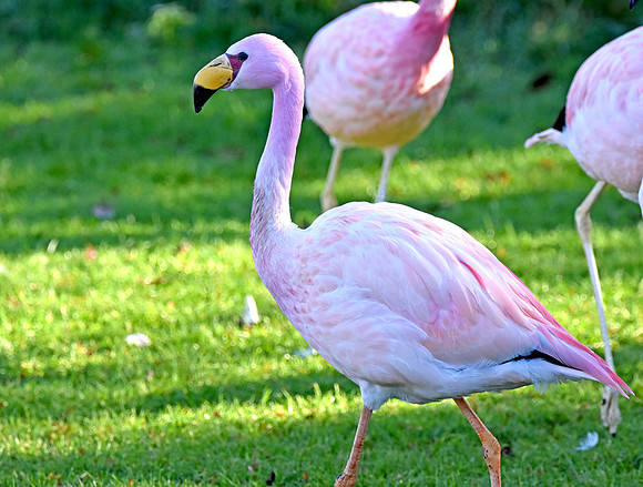 James's flamingo