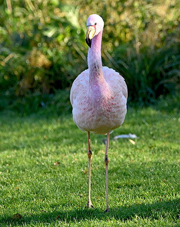James's flamingo