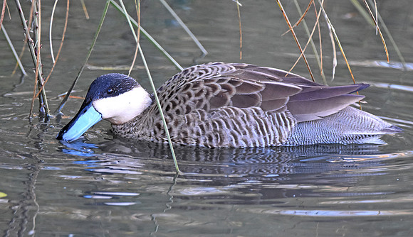 Puna teal